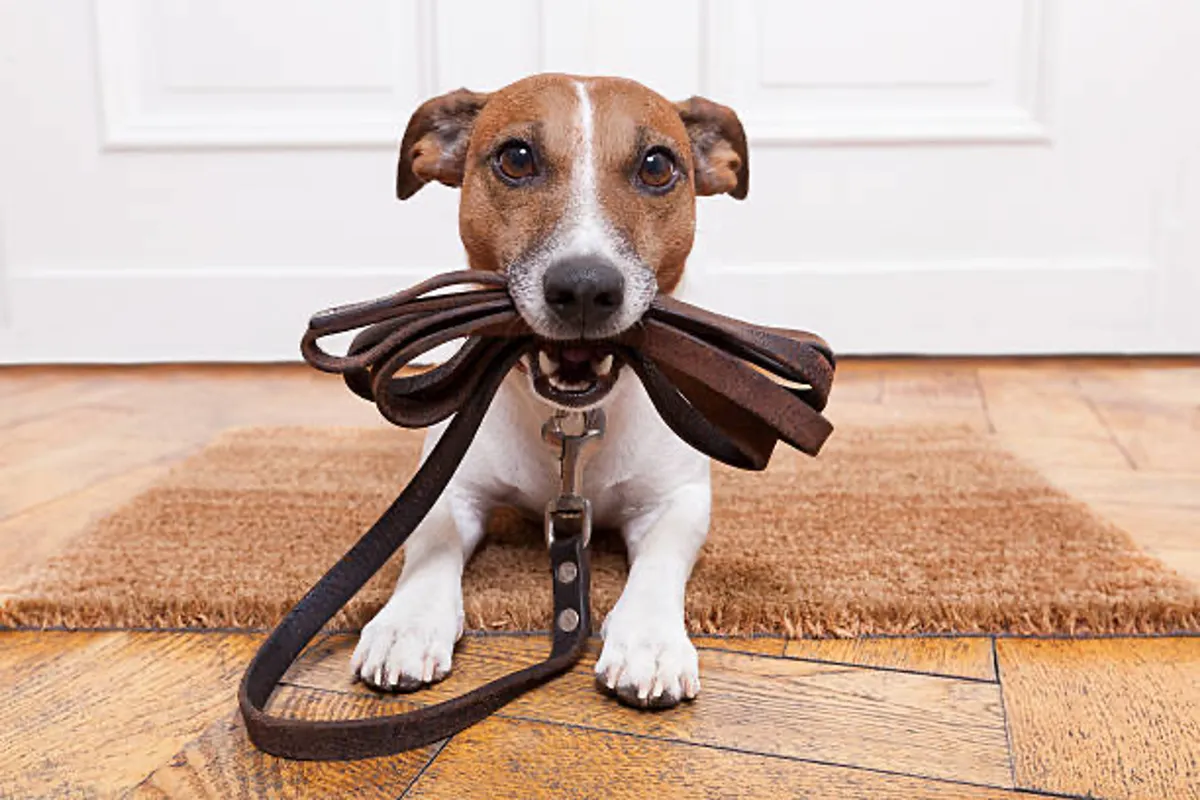 A cheerful dog sits with its leash near the entryway, positioned at the threshold on a welcome mat. The inviting doorway emphasizes the home's pet-friendly policy and the ease of bringing a dog along for the stay.